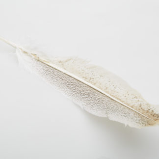Smudging Feather
