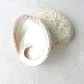 ABALONE SHELL (Large)